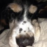 Mariana Morari Ferreira