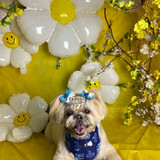 vivian souto petroni