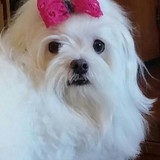 maria olivia boechat farani