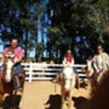 fabiana lopes gelain