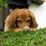 Silvia Maria do Prado Pacheco