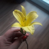 Grazielle Cristina Lopes