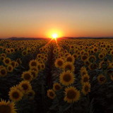 Camila Tavares de Lima