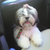 graciene p m c costa