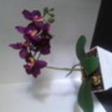 Sol Flores e Decorações