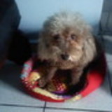 maria angélica silveira paiva