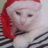 Elionice Brant Rocha