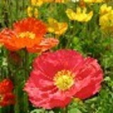 Íris Rita Marques dos Santos