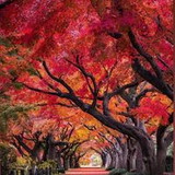 Juliana Corrêa de Andrade