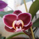 Kelly Tiemmy Tomonaga Rodrigues