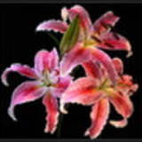 Carmen Silvia Mattiazzi Bonassi