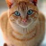 Rosangela Antunes Gomes