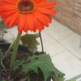 sabrina vasconcelos de oliveira