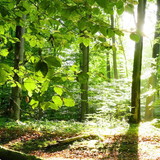 Tífani Regina do Nascimento