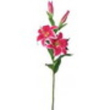 Livia dos Santos Santana