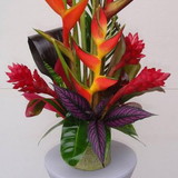 Isabela Romanelli Verussa