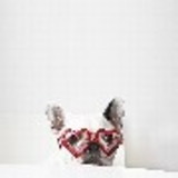 Renata Pedreira de Freitas