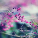 Emilia Morais Dos Santos