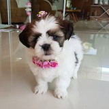 Maria Isabel Francisca rolli rodrigues