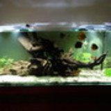 cristiane Fernandes Frejuca Longo