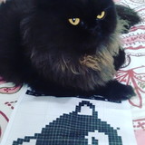 Cátia Minguta Gonçalves Florentino