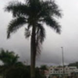 rafael florindo de oliveira