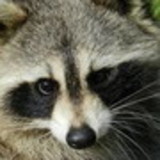 Daniel Ferreira lima