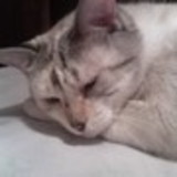 stela zamfirov de lima