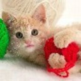 Cristiane de Souza Aranha