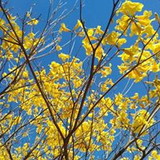 solange do carmo pereira young