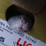 Ester Ribeiro dos Santos