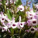 Ione Garcia da Silva