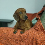 Valquiria Schumacher de Vargas