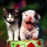 Cristina Ap de Almeida Santos