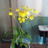 Solange Terezinha Ampessan Schiavo