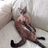 Elienai da Rocha Leme