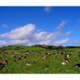 Gislaine Risso Pagnoncelli