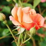 Laline Oliveira Amaral     