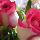 MONICA KEMP BENVINDO