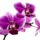 Simone Cristina Nascimento Morilla