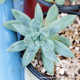 Maria Helena Costa Teixeira