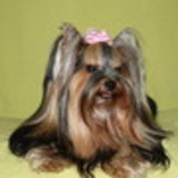 excluido_Manoela Bijouteria Pet