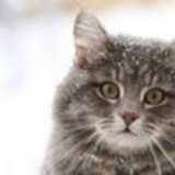 Mariana Hamdar Ribeiro