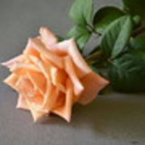 Vanderleia Ribeiro da Silva