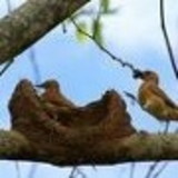 Jamille Silva Madureira