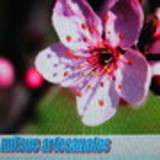 AGATA MITSUE MINNITI