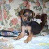 MONICA CARVALHO DE SA