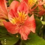 SABRINA DOS SANTOS ALVES