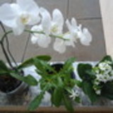 Adair Helena de Jesus