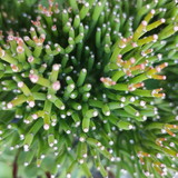 Mirian Garcia Corcini Schneider